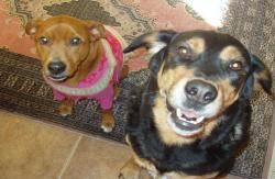 Our McKinney TX Pet Sitter Clients